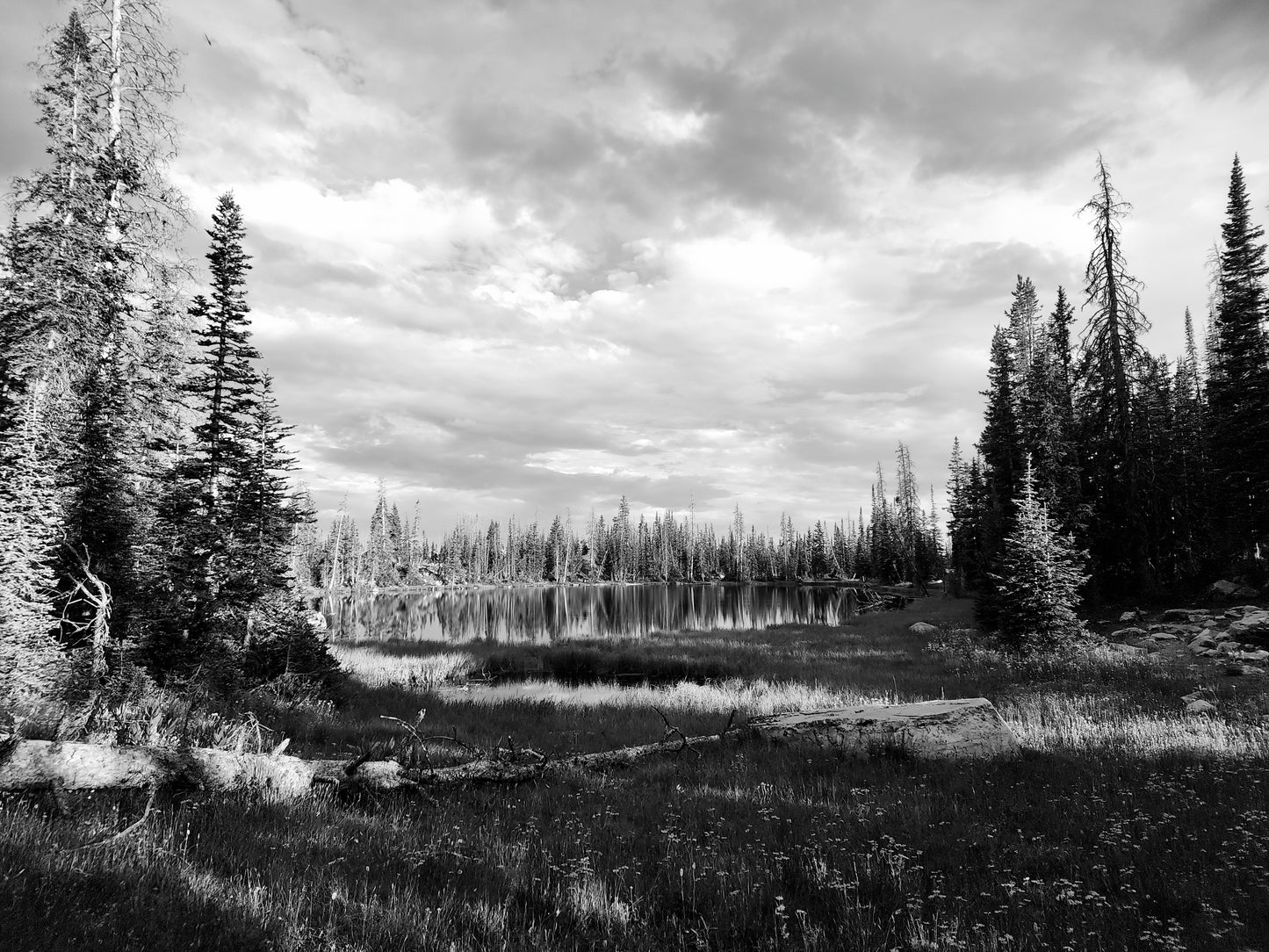 Black and White Serenity
