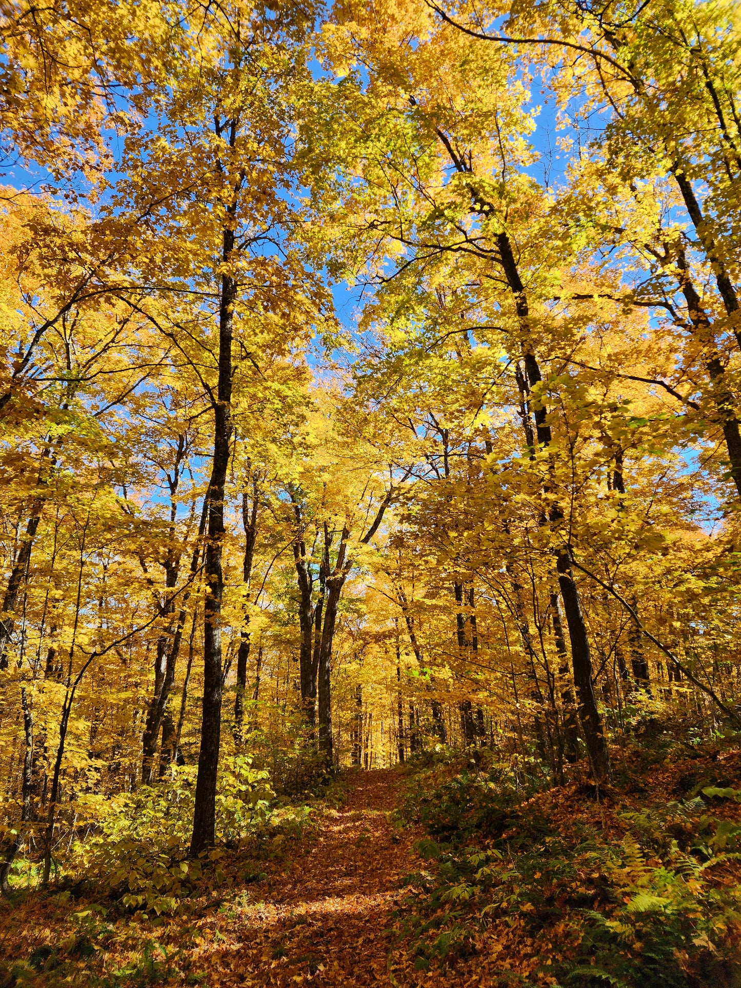 Trail Through Gold