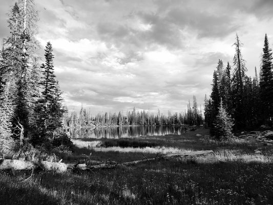 Black and White Serenity